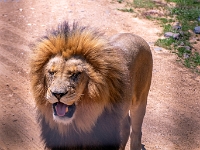Lion & Safari Park